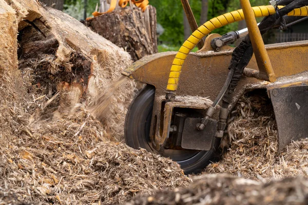 Close view of a stump grinder's milling head at work