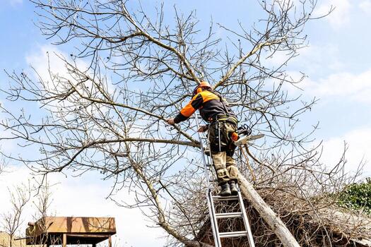 Arborist cutting a large limb hanging over a roofline